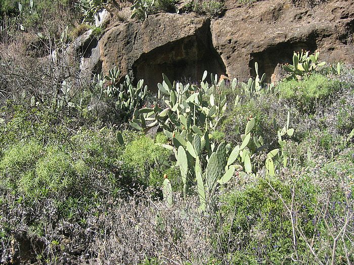 Feigenkakteen - fig cactuses