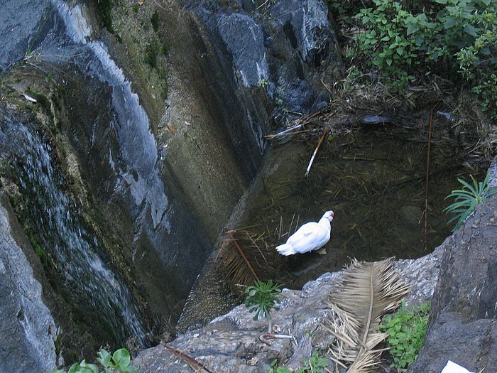 kanarische Ente - Canarian duck