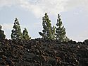 im nordwestlichen Teidekrater - in the northwestern Teide crater