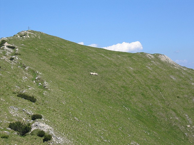 Schafe am Veitsberg