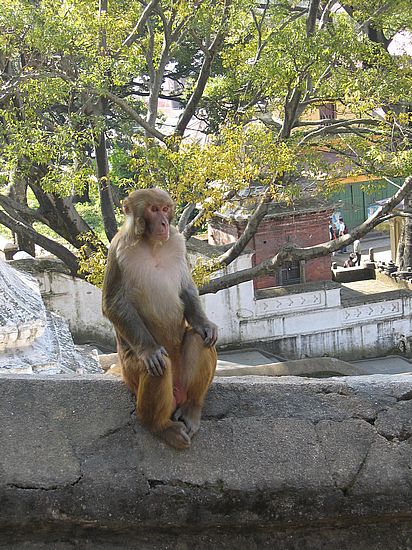 monkey in Pashupatinath