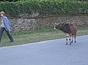 cow in Pokhara