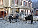 'yaks' in front of the Yak Hotel