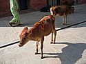 mini cows at Pashupatinath