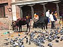 cows at Pashupatinath