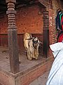 billy goat in Bhaktapur